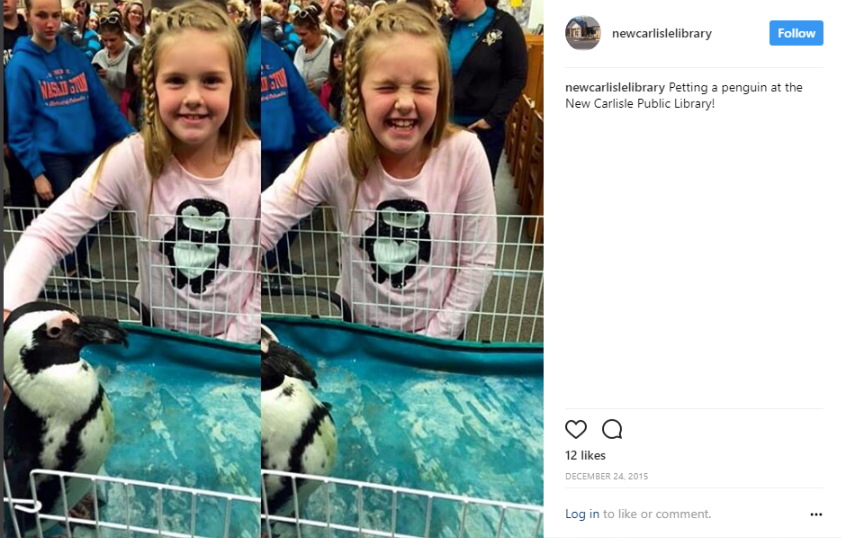 Penguin encounter at the public library.